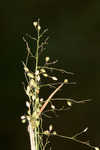 Lindheimer panicgrass